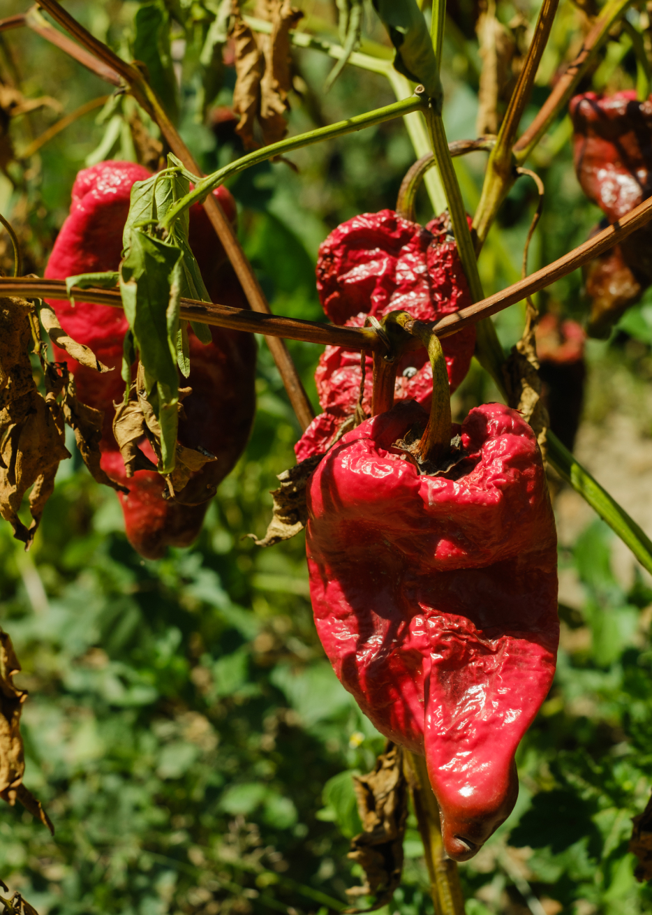 seanhazen_travel_puebla_AnchoReyes2023-39